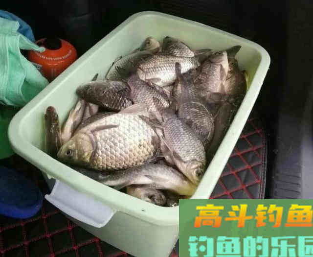 自制鲤鱼窝料，钓获一条8斤的鲤鱼，大板鲫鱼