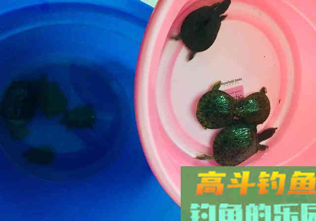 防止杂鱼闹的饵料，只要一块钱，能钓各种鱼