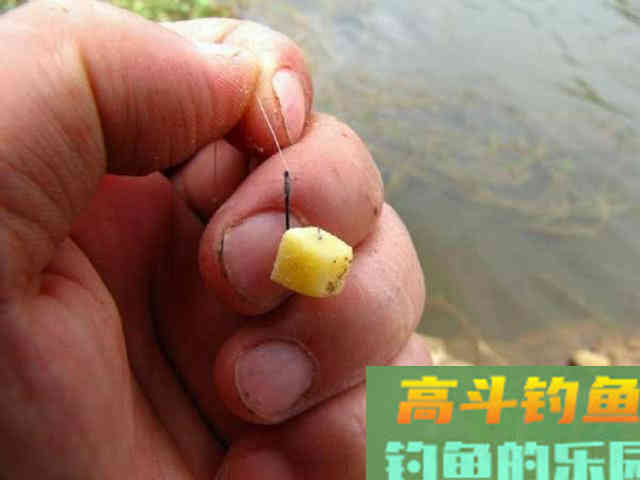 如何用红薯制作钓鱼饵料？特别适合秋天野钓鲤鱼