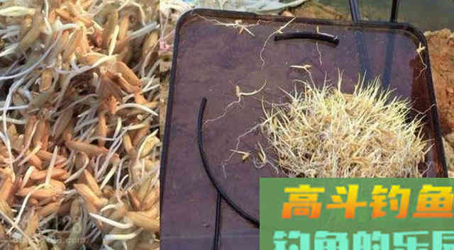被钓鱼人忽视的绿色钓饵谷芽，制作过程及使用方法