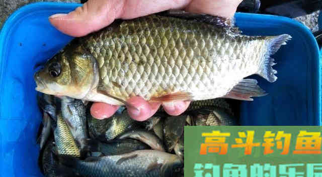 谷麦钓法，自制酒米野钓鲫鱼