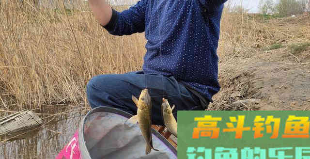 对于速钓野生鲫鱼时，所用饵料配方的重要性