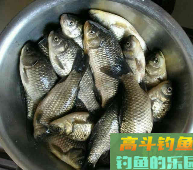 春季钓鲫鱼，蚯蚓作钓实战经验，钓获10多条鲫鱼
