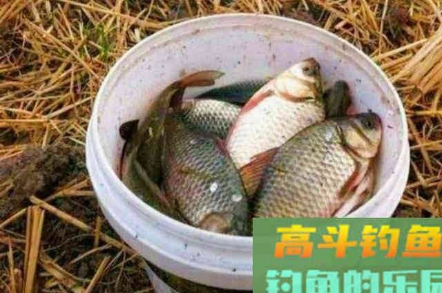蚯蚓钓鱼大有讲究，这四个用法最关键