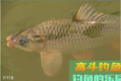 钓鱼想爆护，用饵很关键（下）