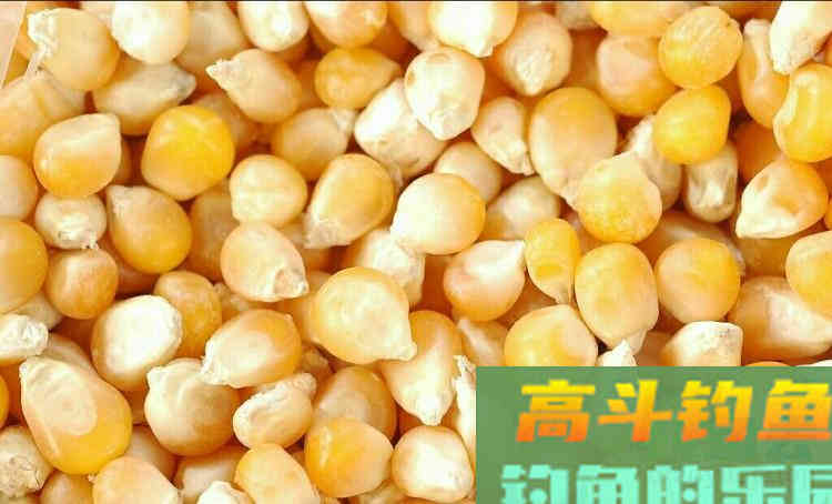 传统钓用饵技巧，新手也容易上手