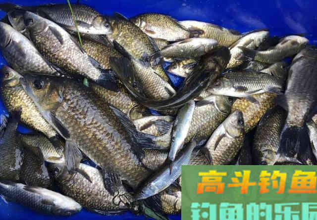 天太冷，鱼儿半天不进窝？去打个隔夜窝，下竿就中