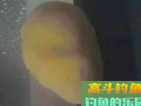 自制的一款鲤鱼饵料，很简单很天然，钓大鱼好用