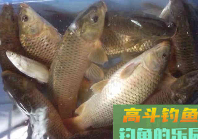 稻谷窝料诱鱼，钓获80多条鲫鱼，12条野生鲤鱼