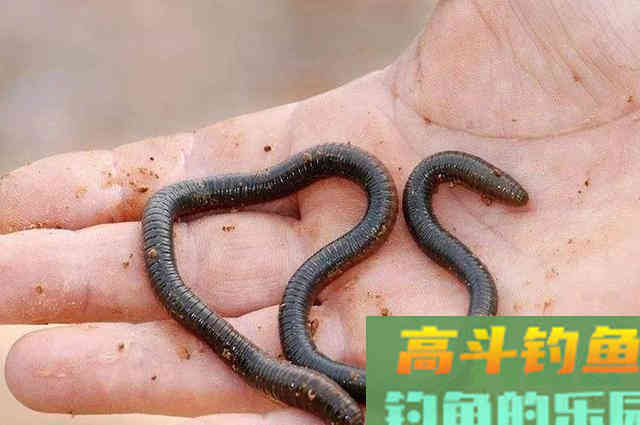 谁说蚯蚓钓鱼过时了！用对了照样爆护，分享4种用法