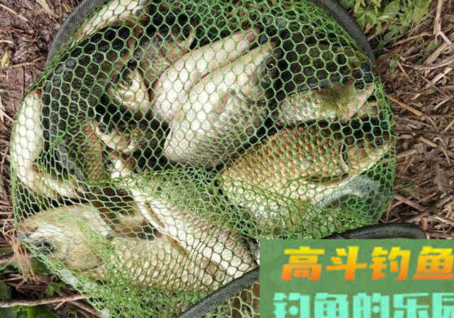 这款鱼饵我用了15年，今天无偿送给钓友们