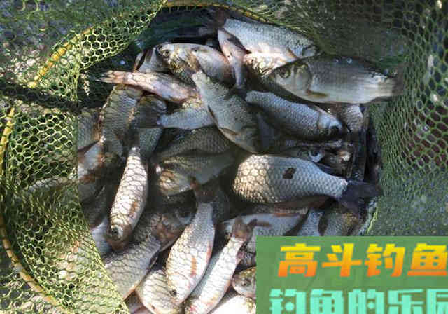 不起眼的东西，拿来做饵料钓鱼效果好，半天钓18斤