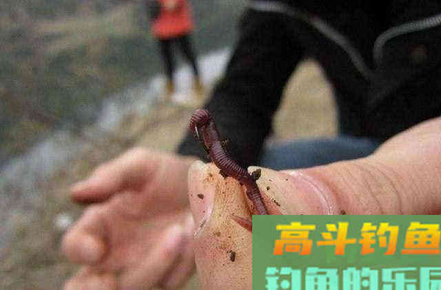 又到蚯蚓垂钓黄金季，鲜为人知的蚯蚓使用技巧分享