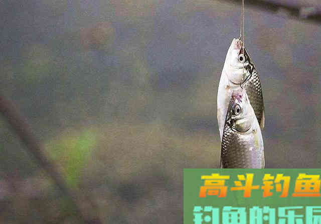水边捡到一包臭豆腐饵料当中掺了点，半天钓得28斤鱼