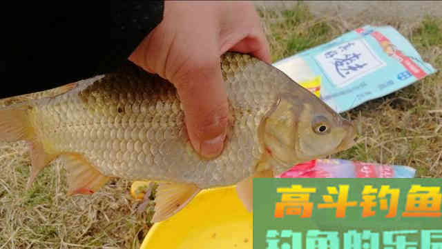 钓鱼讲究诱钓结合，这2种钓法轻松应对大小鲫鱼
