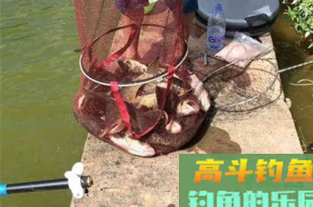 刚一试用这鲢鳙饵，就连鲫鲤鱼都不想钓了