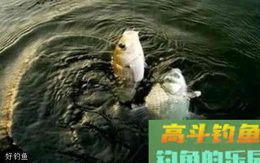 什么时候用重饵或轻饵？详说重饵轻饵在不同环境的特性