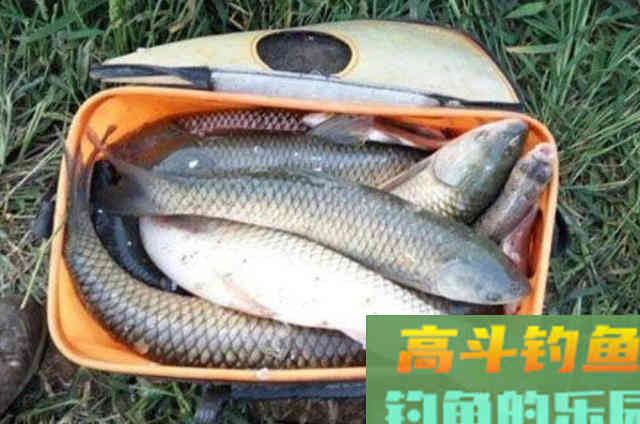 钓了二十年草鱼，不料这饵料比小药还管用