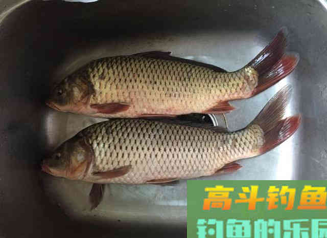 专钓鲤鱼，自制桂花酒窝料，布窝守钓2条野生大鲤鱼