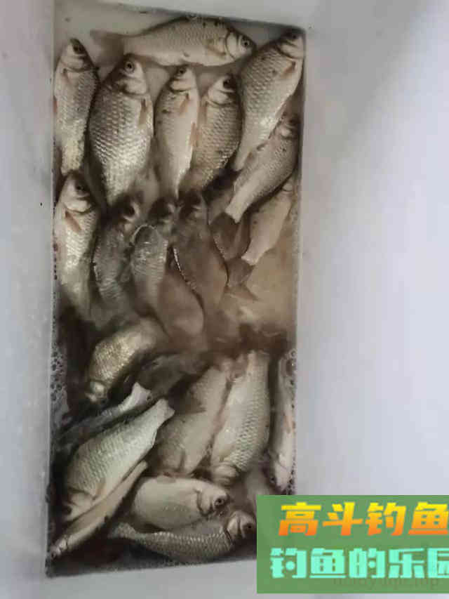 蓝鲫+九一八饵料这样用，鱼获少不了