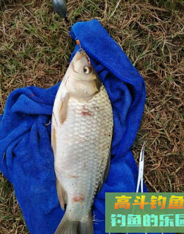 谷麦钓法，自制酒米野钓鲫鱼