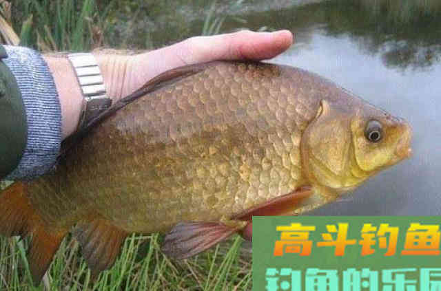 钓鲫鱼不花钱的小药，可以在饵料中添加效果好