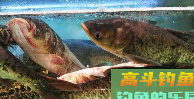 鲢鳙饵料，不仅是味型的不同，开制和应用中还另有篇章