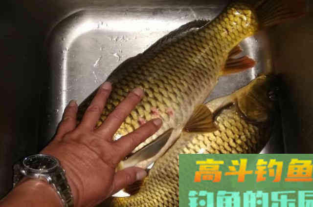 为啥这5种开饵水比小药更受欢迎？渔具店老板说了原因