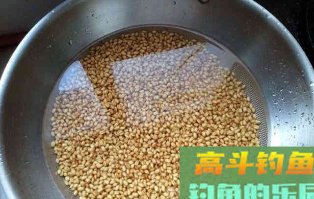 手把手教你腌制小麦饵，鲫鱼鲤鱼都爱吃