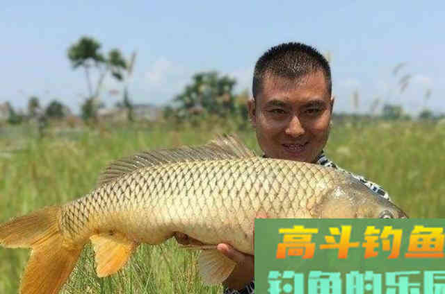 钓草鱼或鲤鱼时，可以供南方钓友选用的特效窝饵