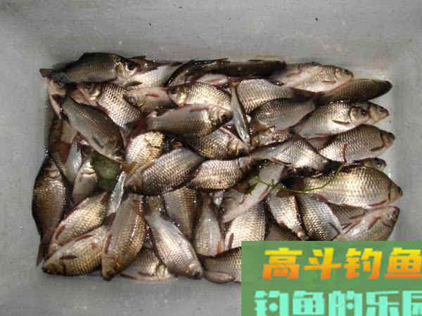 冷天钓鱼别只单挂蚯蚓红虫，多一个小步骤事半功倍
