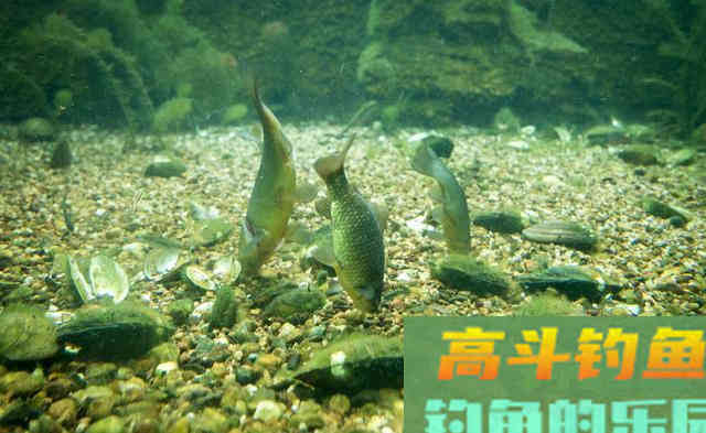 补窝后反倒停口？野钓补窝有三件事至关重要