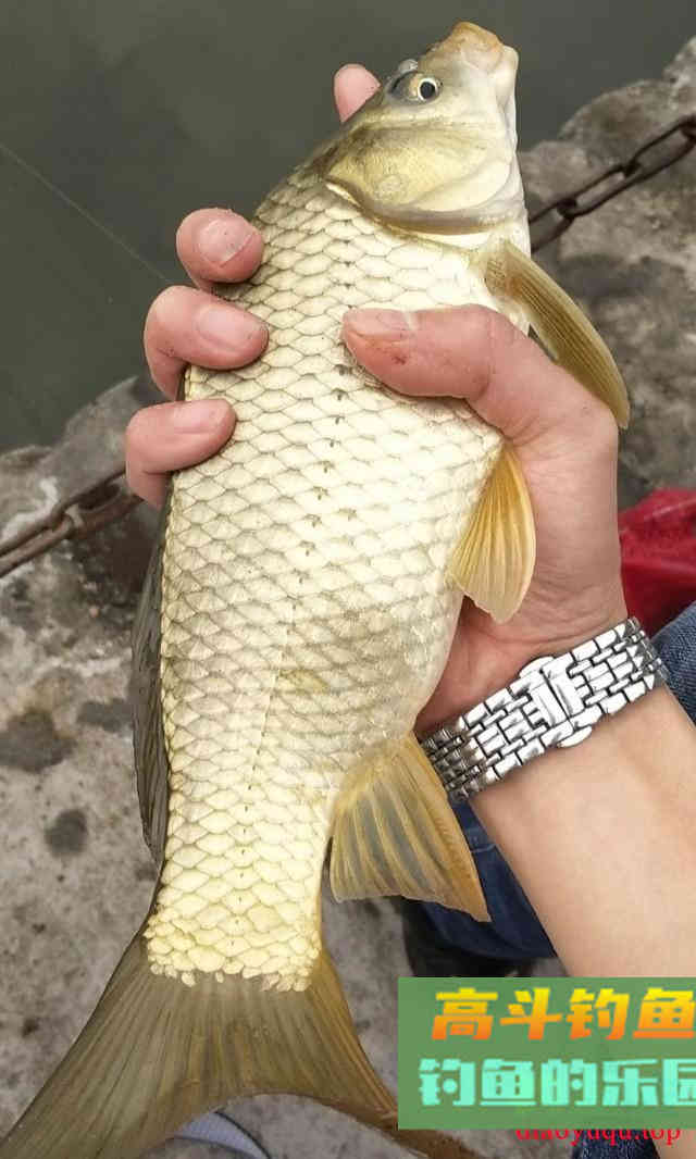 传统谷麦钓法，酒米谷麦饵料详细教学