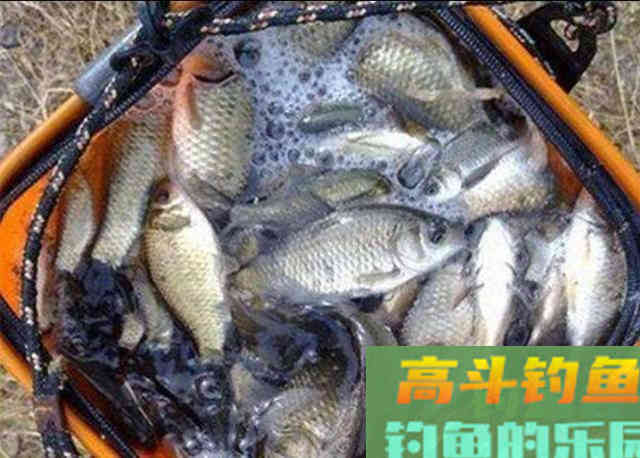 冬钓狂拉大板鲫时，对蚯蚓万能饵的一些加工方法