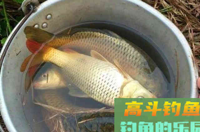 自己高效钓鲤鱼的一款特效饵，适合南方钓友使用
