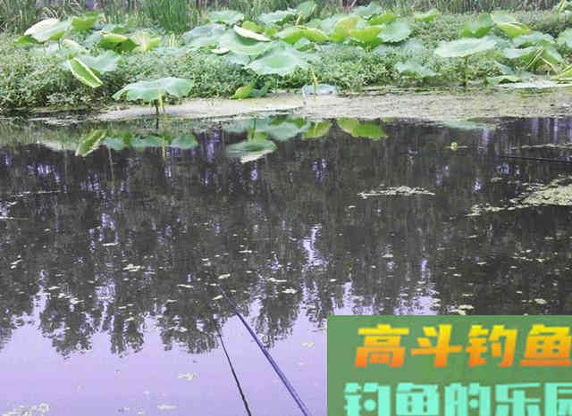 新窝、老窝优劣势分析，钓鱼人来看看吧