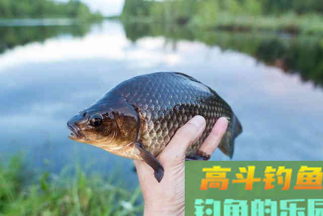 饵料味道过浓就是好饵料？不一定，适口性和味型重要