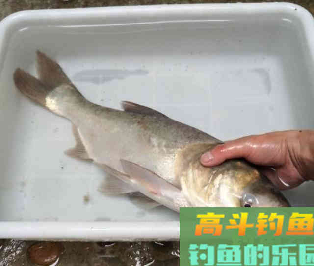 长江野钓鲢鳙，用蚯蚓守钓鲢鳙鱼，钓获5斤鲢鳙鱼