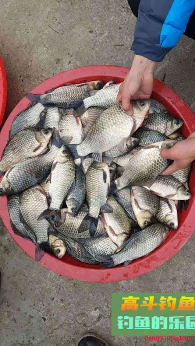 野钓环境下自制散炮，不但避小鱼，还专诱大鲫鱼