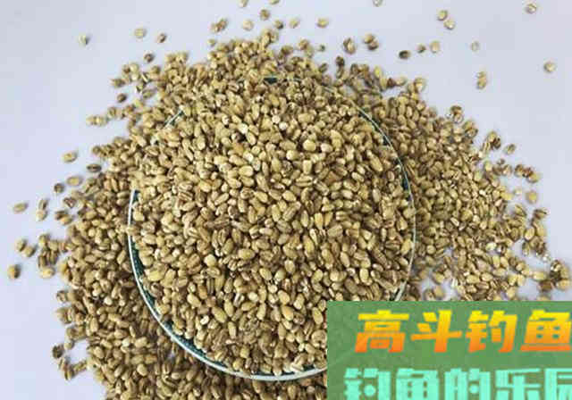 自制窝料加入少量牛粪，发窝快留鱼持久