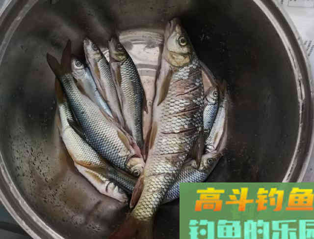 探钓细鳞鱼，用蚯蚓作钓名贵赤尾鱼