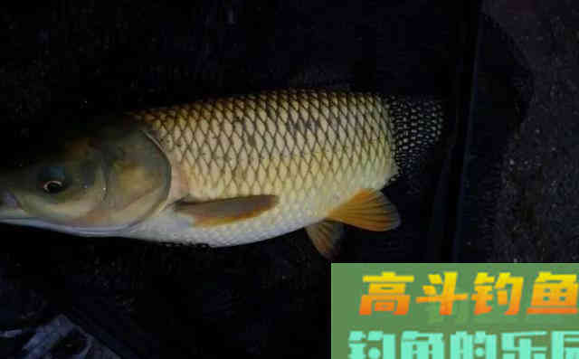 它是钓草鱼的必备状态饵，好用又不贵