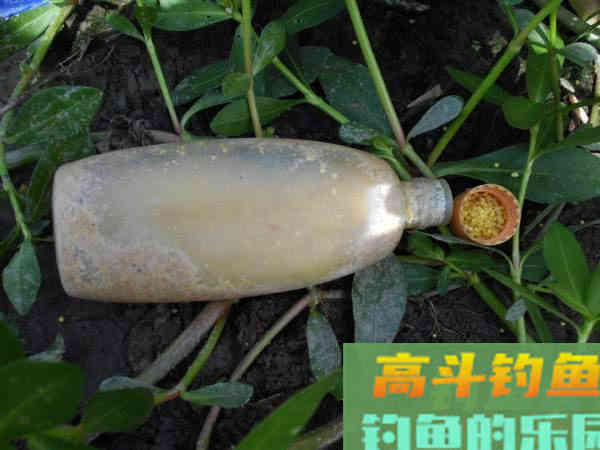 自制一款经济实用的小麦诱饵，会用的钓鱼人不多