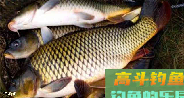 钓鲤鱼除了怎么搭配鱼饵，还应该知道什么技巧
