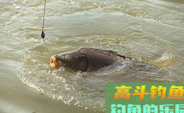我用自制酒米打窝垂钓，钓得渔获18斤
