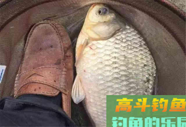 不到8块钱的民间钓鱼配方，制作简单鲫鱼鲤鱼却都爱吃