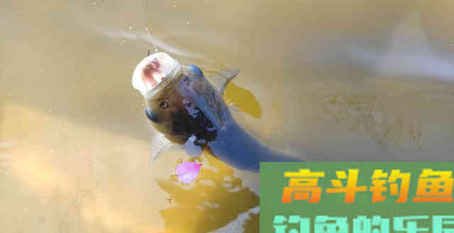 鲢鳙饵料，不仅是味型的不同，开制和应用中还另有篇章