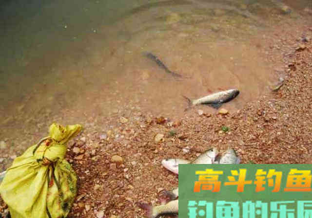 都是自制玉米粒，别人上大鱼你却空竿，从这些方面入手