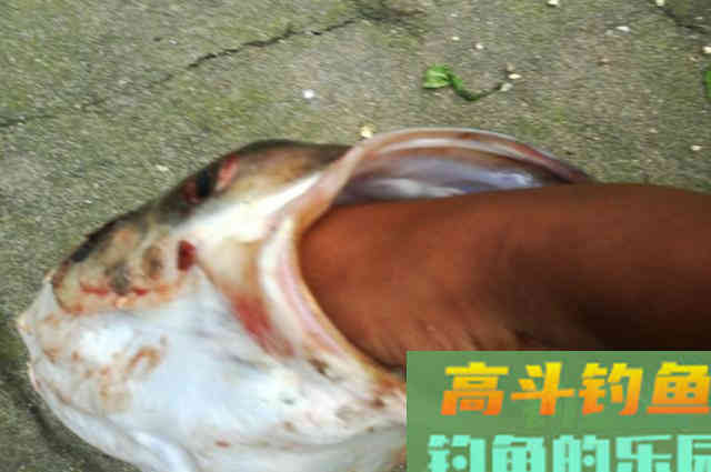 钓鲢鳙的珍藏饵料一套，只要用对方法就能钓好