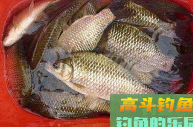 降温之后好钓鱼，户外野钓鲫鱼时最常用的两种饵料